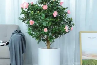 冬天6種花，必須要「剃頭」！下手越狠，開花越旺！
