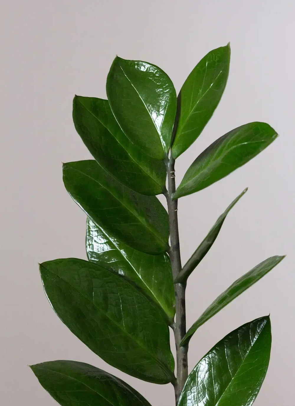 橡膠榕