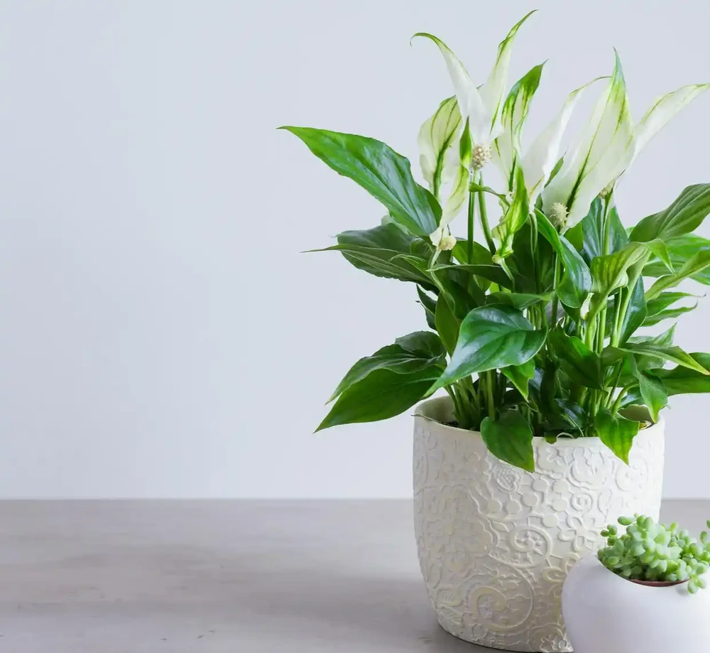 室內植物