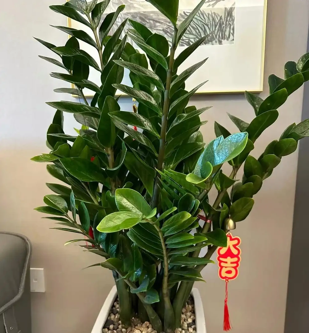 「家有7花,十宅十發」,7種吉利花,擺在客廳「鎮宅旺家」!