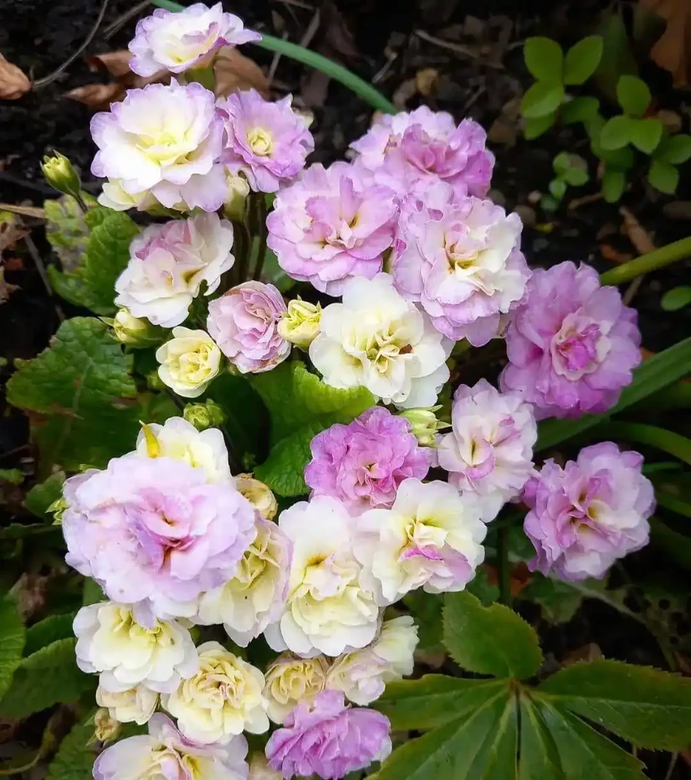 春節前後持續開花的報春花，適合冬季入手的便宜草花，耐看易開花