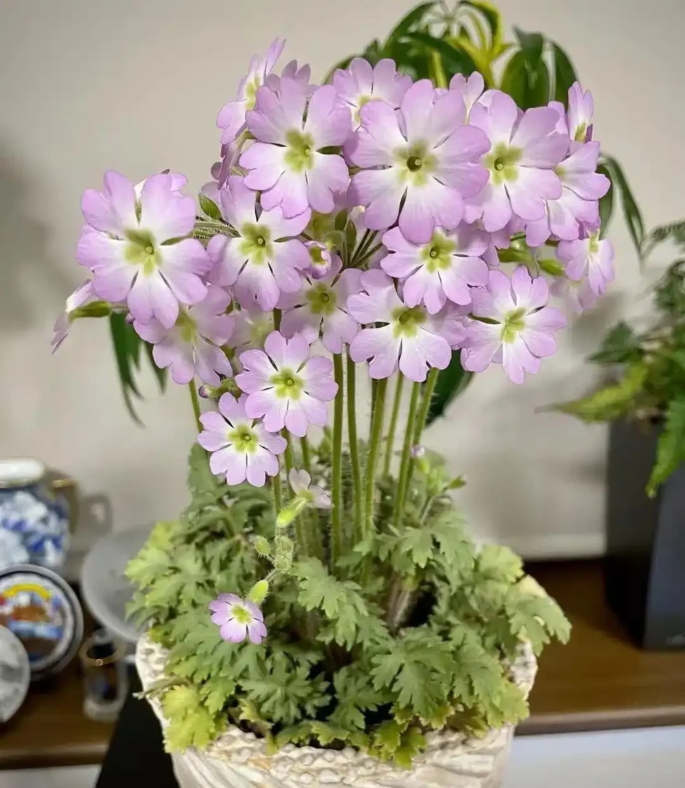 春節前後持續開花的報春花，適合冬季入手的便宜草花，耐看易開花