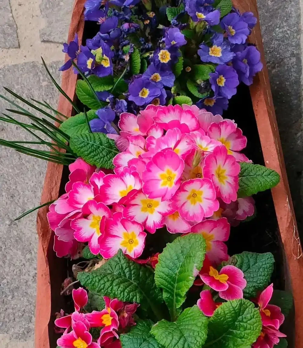春節前後持續開花的報春花，適合冬季入手的便宜草花，耐看易開花