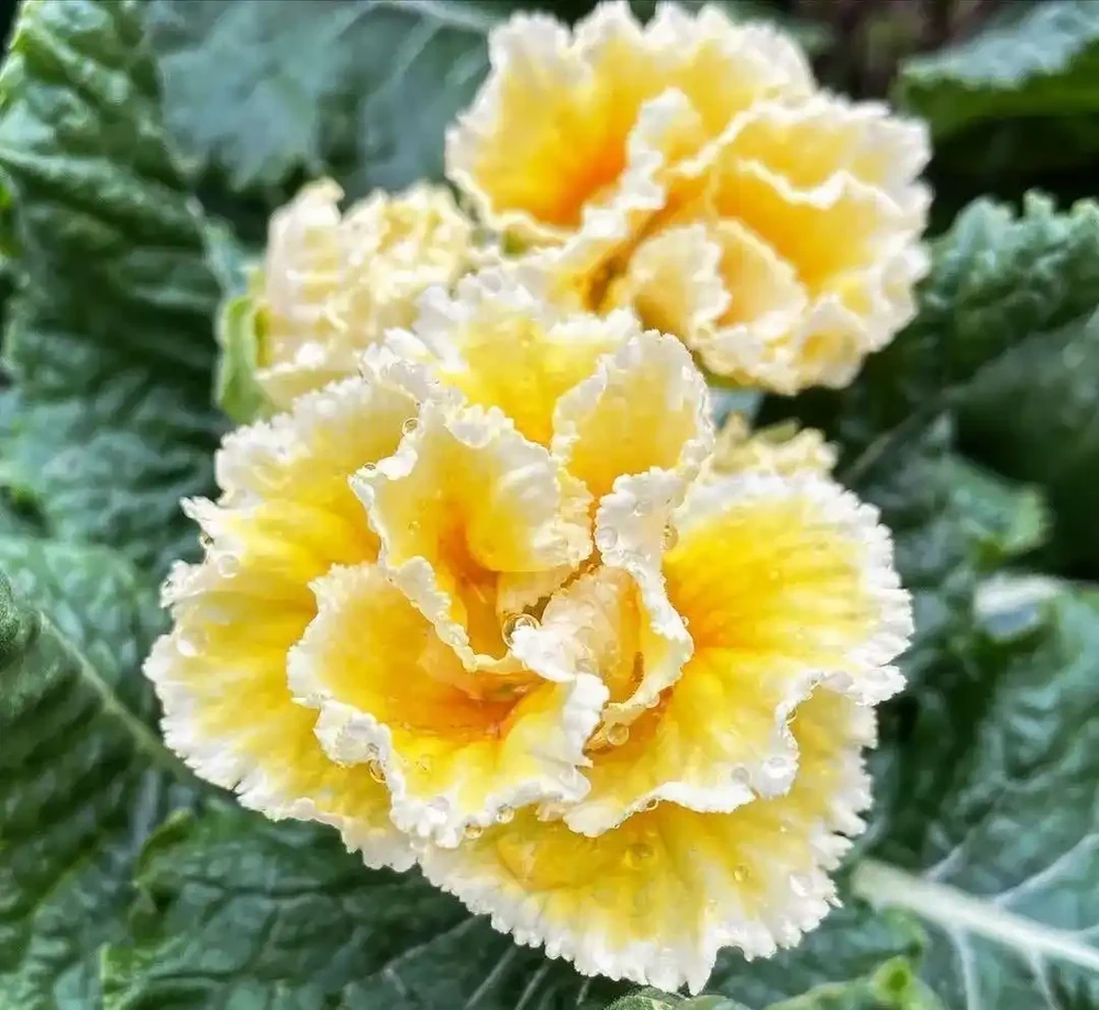 春節前後持續開花的報春花，適合冬季入手的便宜草花，耐看易開花