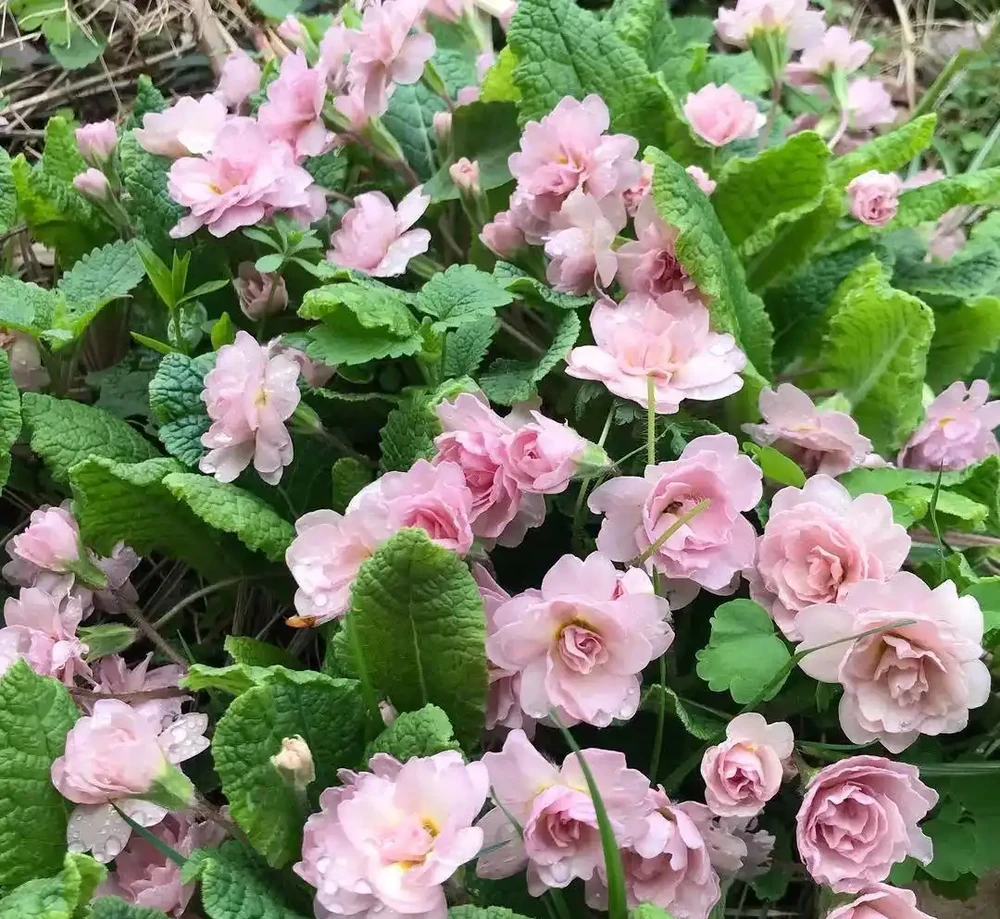 春節前後持續開花的報春花，適合冬季入手的便宜草花，耐看易開花