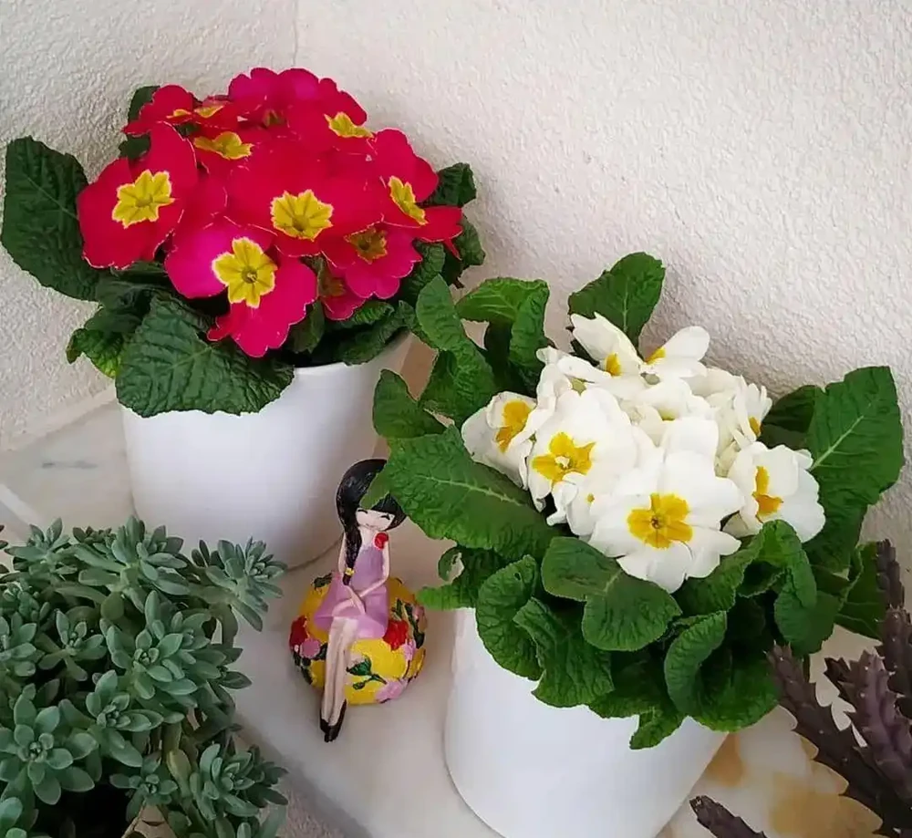 春節前後持續開花的報春花，適合冬季入手的便宜草花，耐看易開花