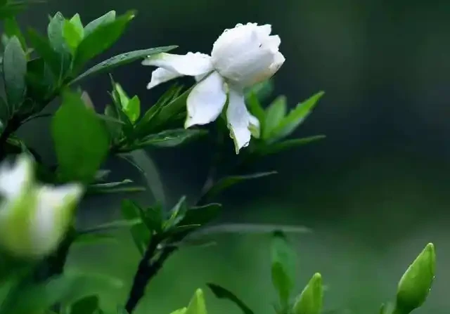 梔子花喜歡的幾種肥，很好找，十天給一次，開花多一倍