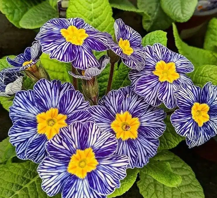 春節前後持續開花的報春花，適合冬季入手的便宜草花，耐看易開花