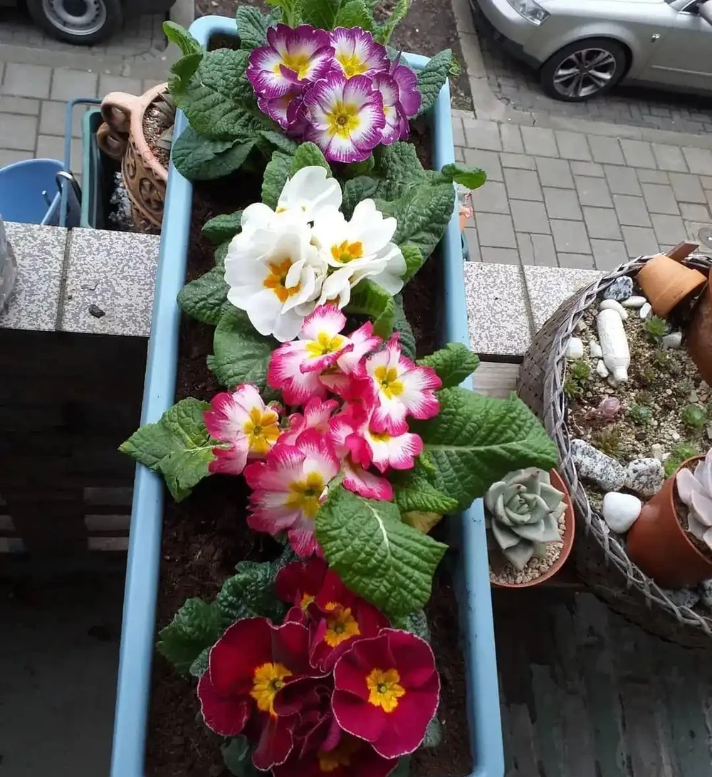 春節前後持續開花的報春花，適合冬季入手的便宜草花，耐看易開花