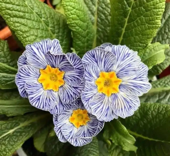 春節前後持續開花的報春花，適合冬季入手的便宜草花，耐看易開花
