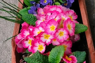 春節前後持續開花的報春花，適合冬季入手的便宜草花，耐看易開花