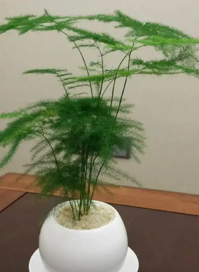 「人養花，花旺人」！12種陰性花，最適合客廳養，花漂亮，人健康