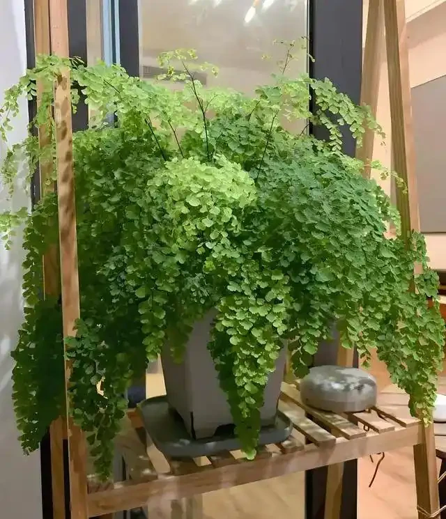 「人養花，花旺人」！12種陰性花，最適合客廳養，花漂亮，人健康