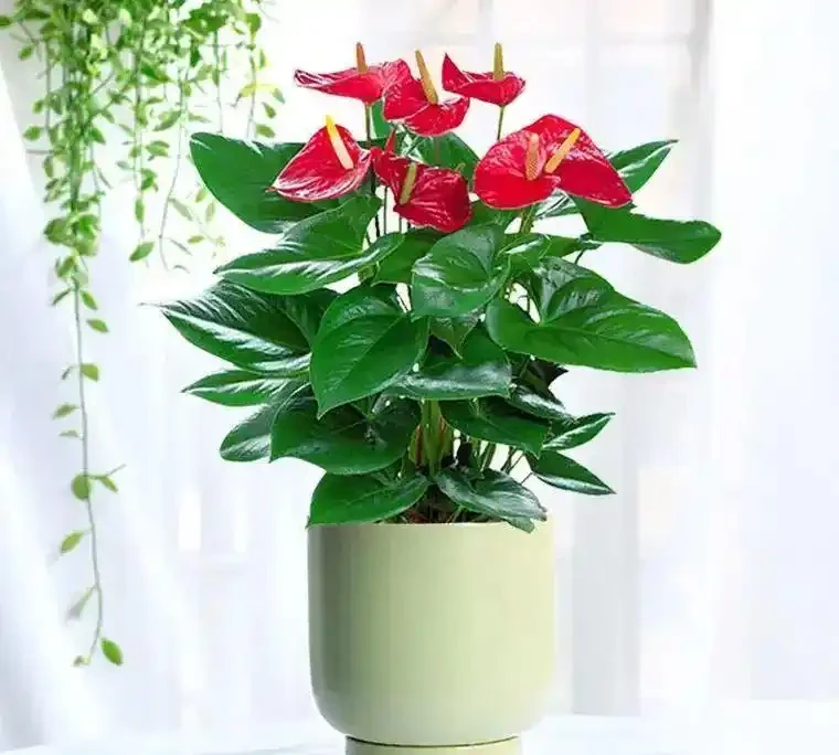 「人養花，花旺人」！12種陰性花，最適合客廳養，花漂亮，人健康