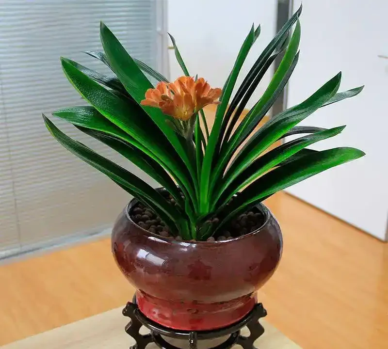 「人養花，花旺人」！12種陰性花，最適合客廳養，花漂亮，人健康