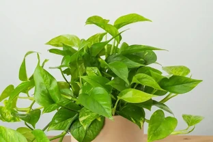 「人養花，花旺人」！12種陰性花，最適合客廳養，花漂亮，人健康