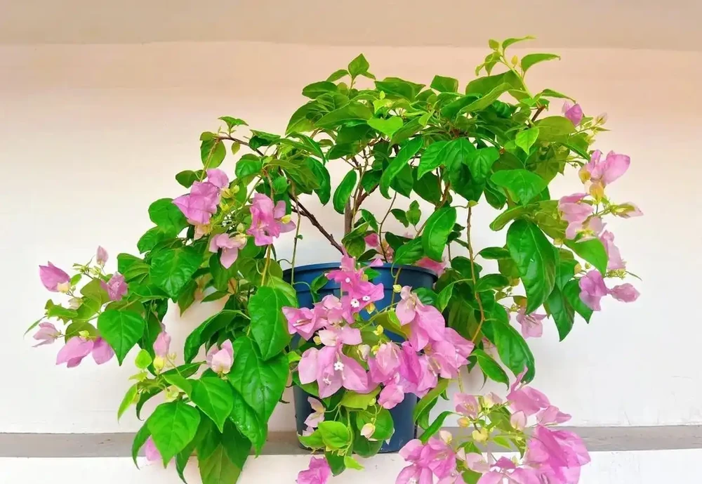 九重葛勤花品種前十名