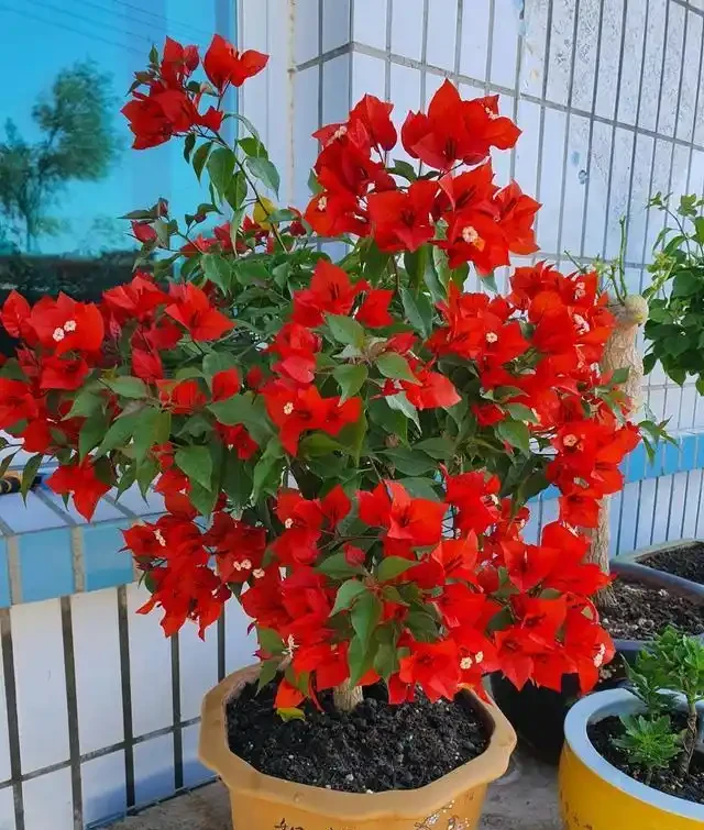 九重葛勤花品種前十名