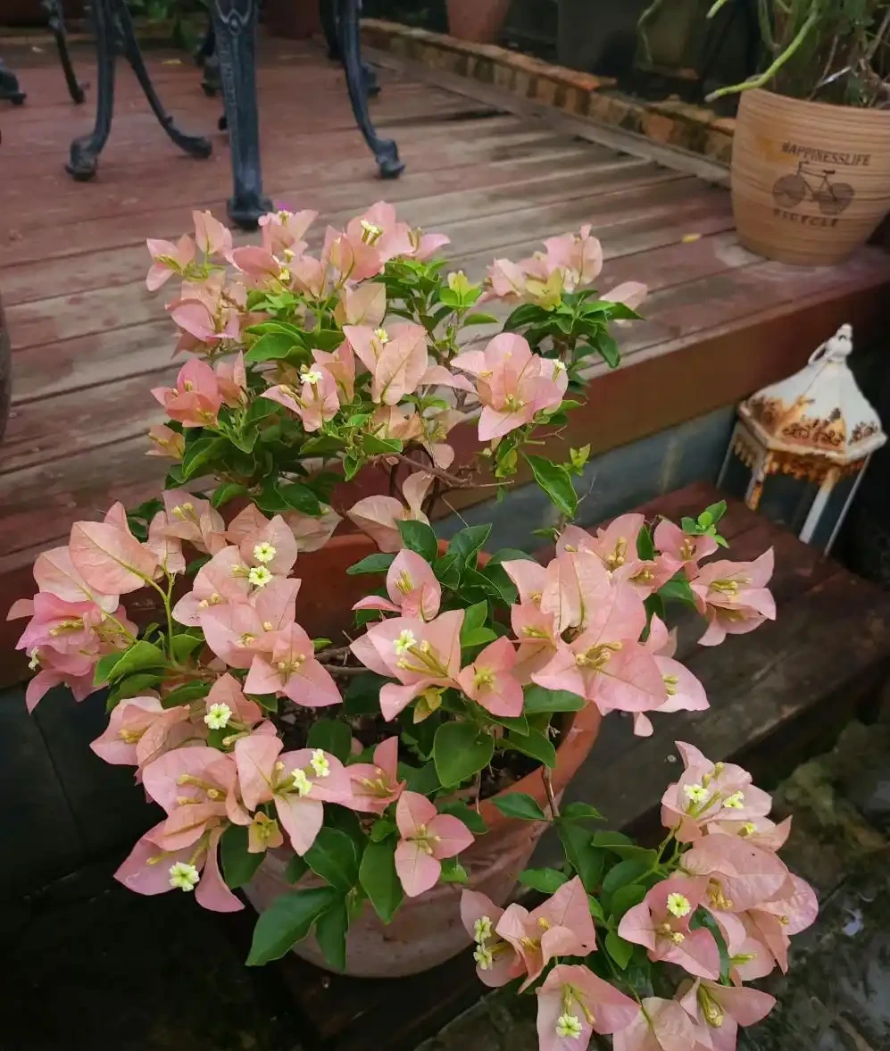 九重葛勤花品種前十名