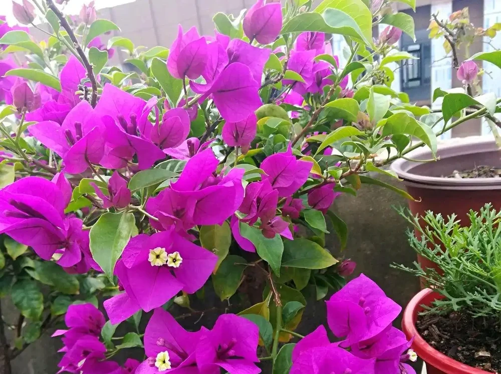 九重葛勤花品種前十名