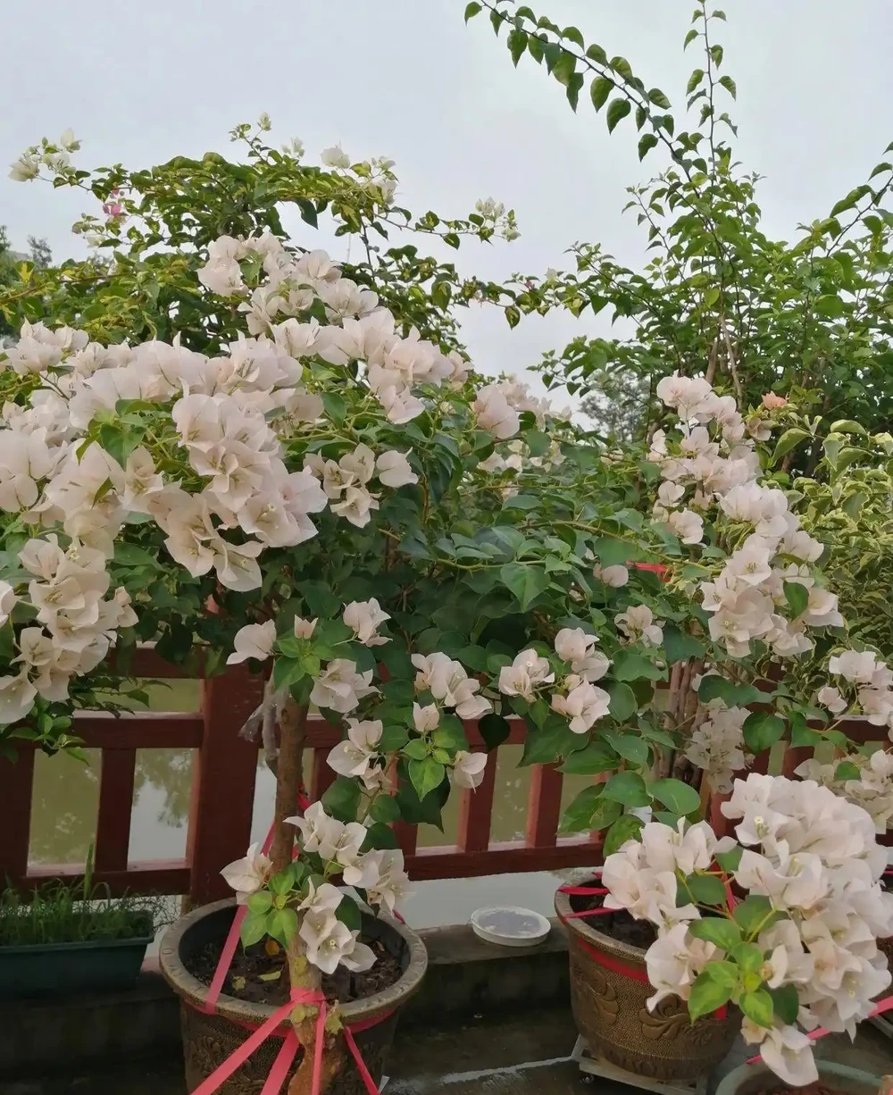 九重葛勤花品種前十名