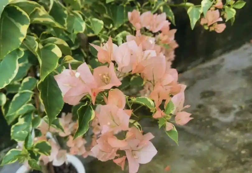 九重葛勤花品種前十名