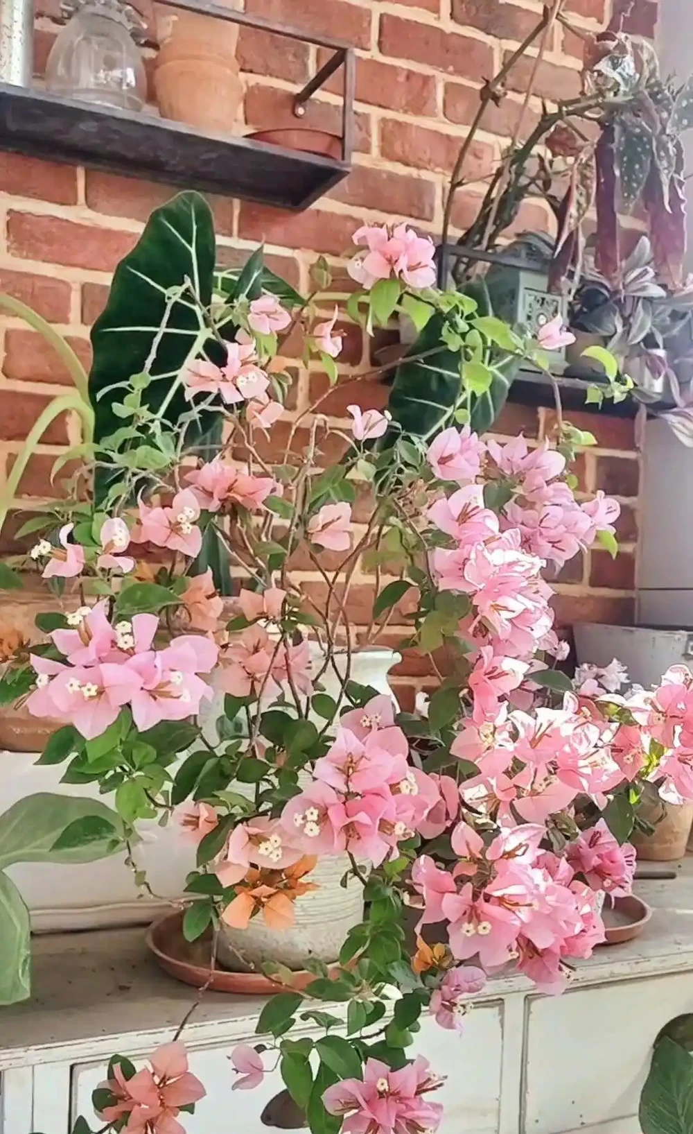九重葛勤花品種前十名