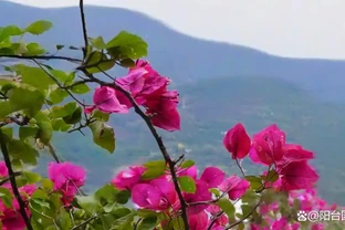 九重葛勤花品種前十名