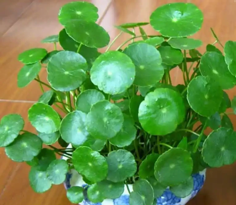 銅錢草用什麼肥料最好