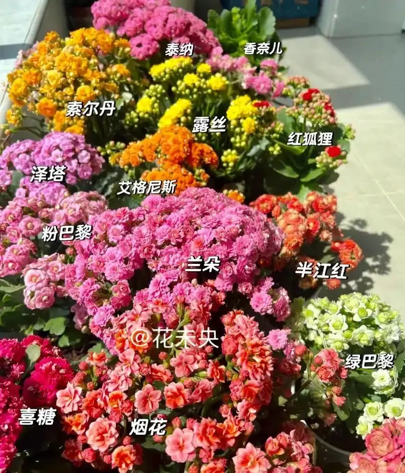 16種「冬天花」,皮實好養,開花易滿盆,耐寒不怕冷!