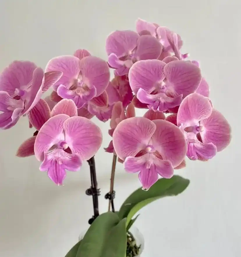 16種「冬天花」,皮實好養,開花易滿盆,耐寒不怕冷!