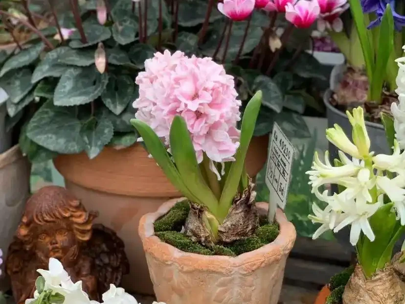 16種「冬天花」,皮實好養,開花易滿盆,耐寒不怕冷!