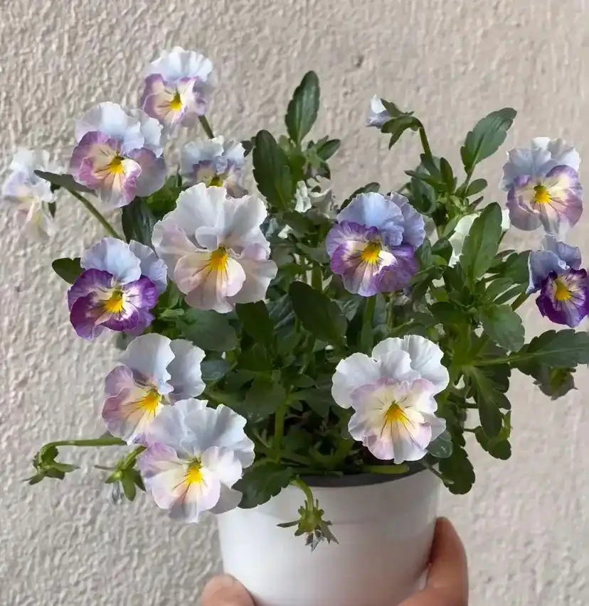 16種「冬天花」,皮實好養,開花易滿盆,耐寒不怕冷!
