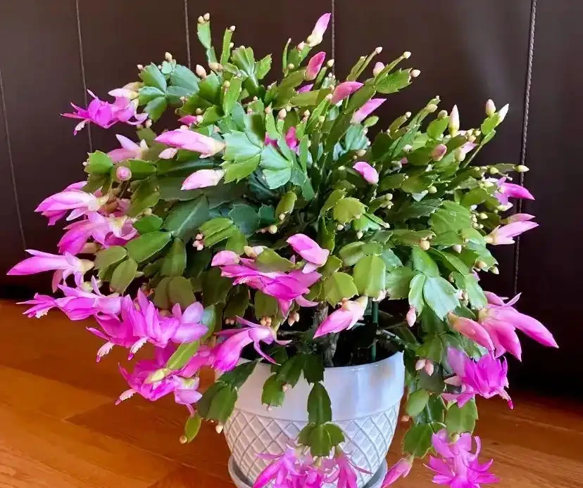 16種「冬天花」,皮實好養,開花易滿盆,耐寒不怕冷!