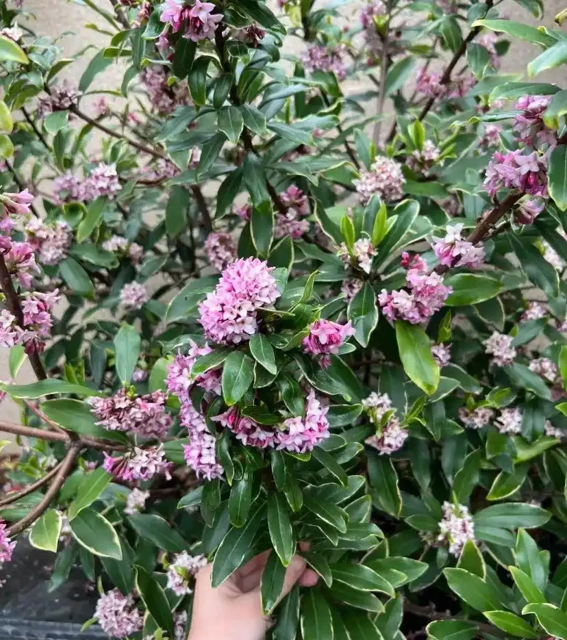 16種「冬天花」,皮實好養,開花易滿盆,耐寒不怕冷!