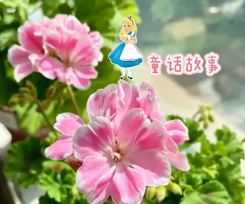 16種「冬天花」,皮實好養,開花易滿盆,耐寒不怕冷!