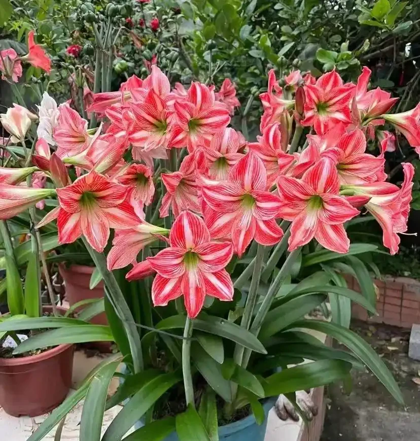 16種「冬天花」,皮實好養,開花易滿盆,耐寒不怕冷!