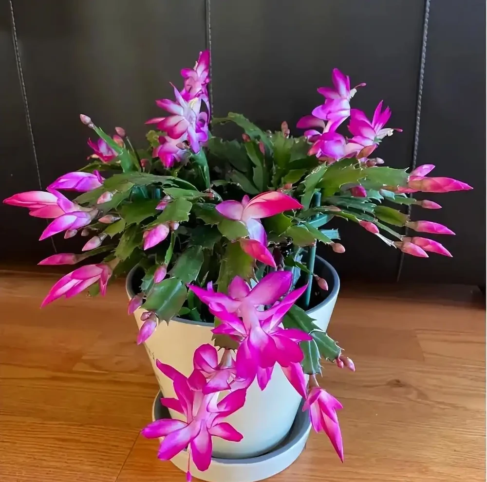 16種「冬天花」,皮實好養,開花易滿盆,耐寒不怕冷!