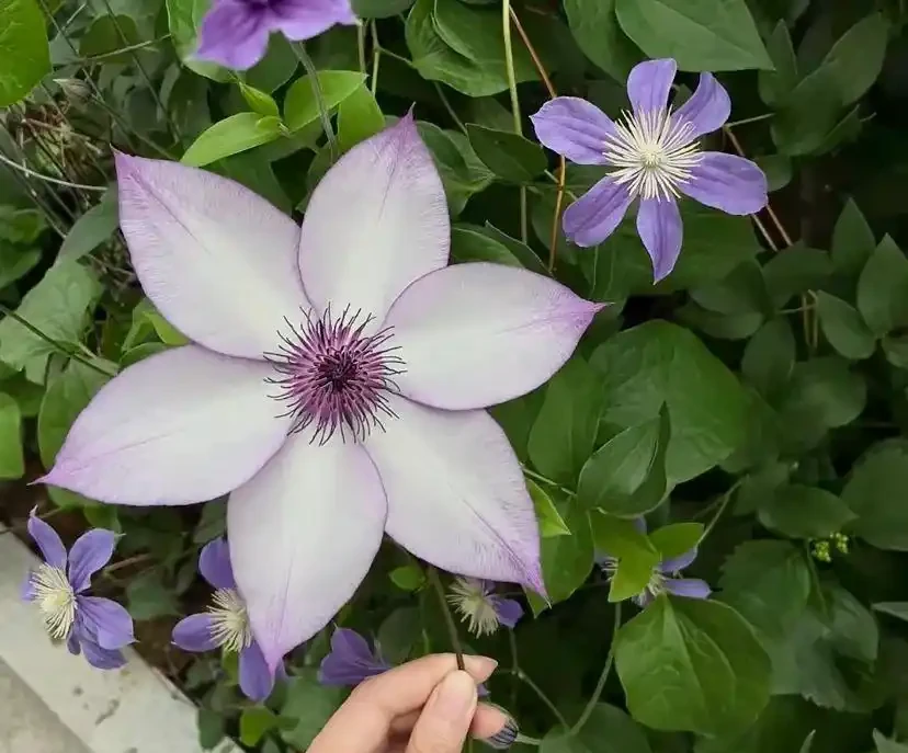 16種「冬天花」,皮實好養,開花易滿盆,耐寒不怕冷!