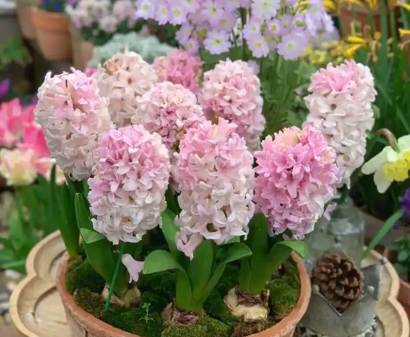 16種「冬天花」,皮實好養,開花易滿盆,耐寒不怕冷!