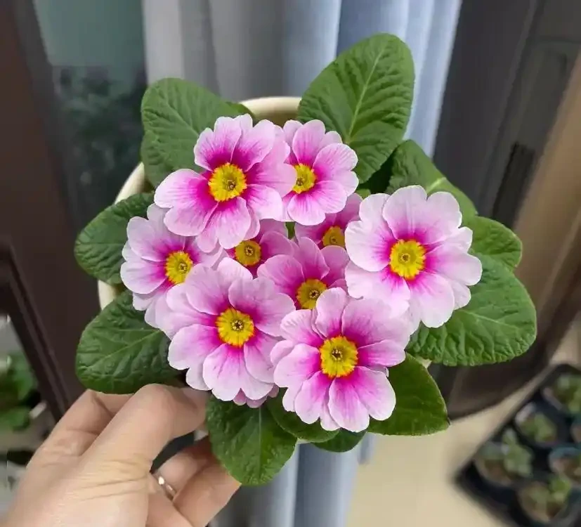 16種「冬天花」,皮實好養,開花易滿盆,耐寒不怕冷!