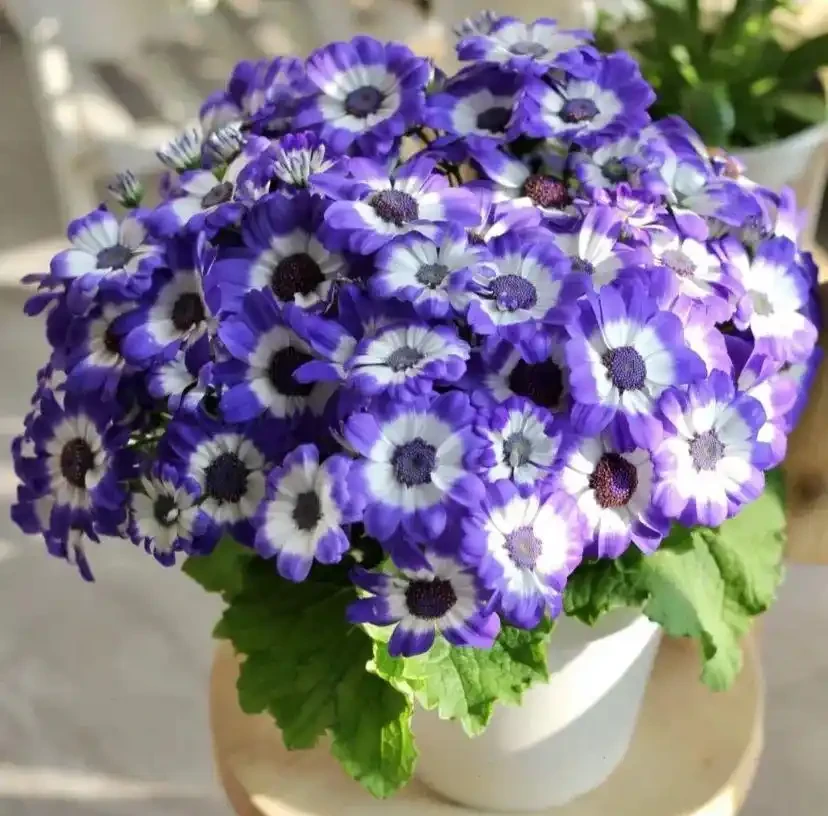 16種「冬天花」,皮實好養,開花易滿盆,耐寒不怕冷!