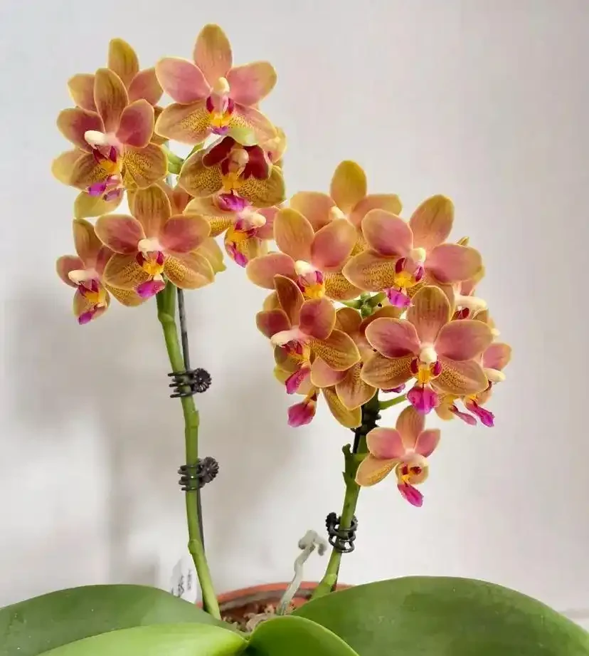 16種「冬天花」,皮實好養,開花易滿盆,耐寒不怕冷!