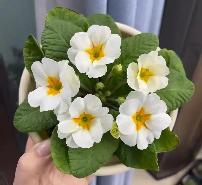 16種「冬天花」,皮實好養,開花易滿盆,耐寒不怕冷!