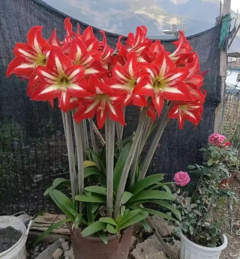 16種「冬天花」,皮實好養,開花易滿盆,耐寒不怕冷!