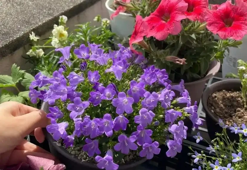 16種「冬天花」,皮實好養,開花易滿盆,耐寒不怕冷!