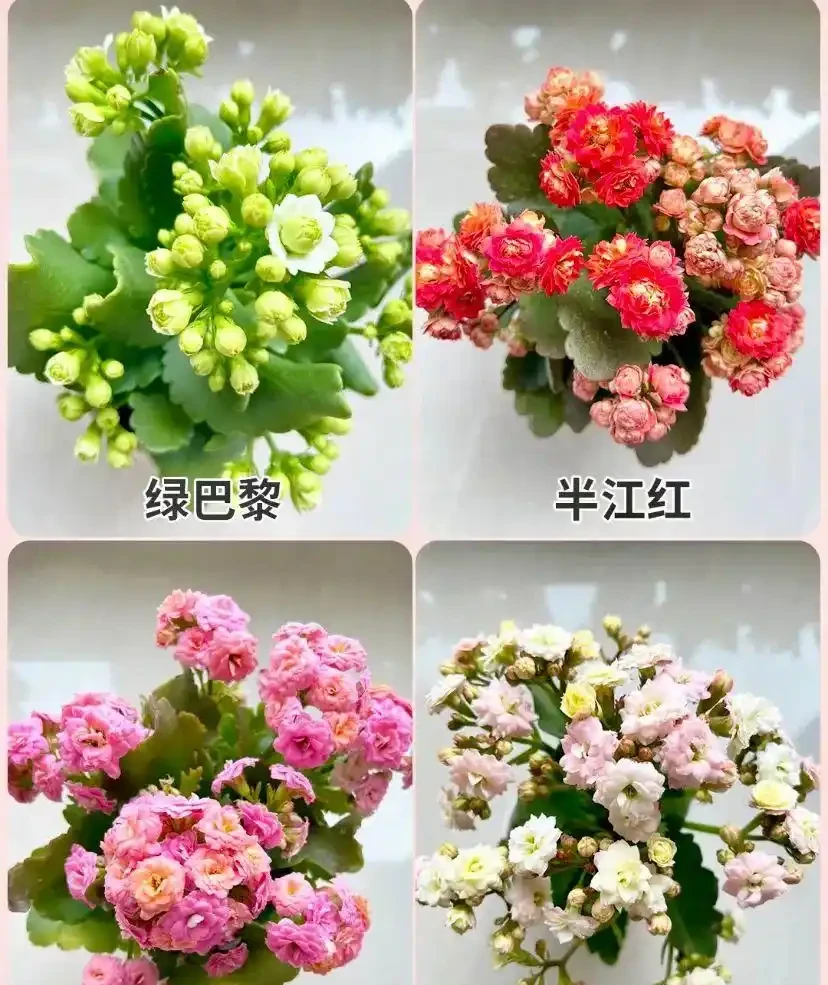 16種「冬天花」,皮實好養,開花易滿盆,耐寒不怕冷!