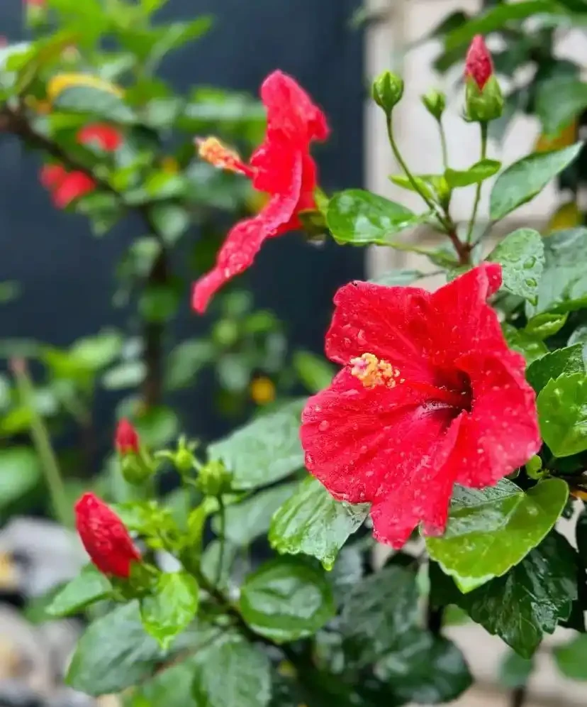 16種「冬天花」,皮實好養,開花易滿盆,耐寒不怕冷!