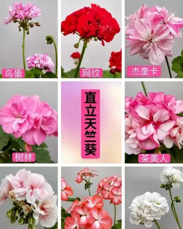 16種「冬天花」,皮實好養,開花易滿盆,耐寒不怕冷!