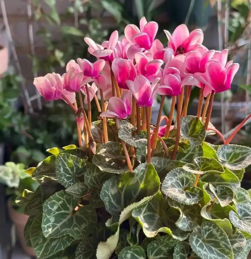 16種「冬天花」,皮實好養,開花易滿盆,耐寒不怕冷!